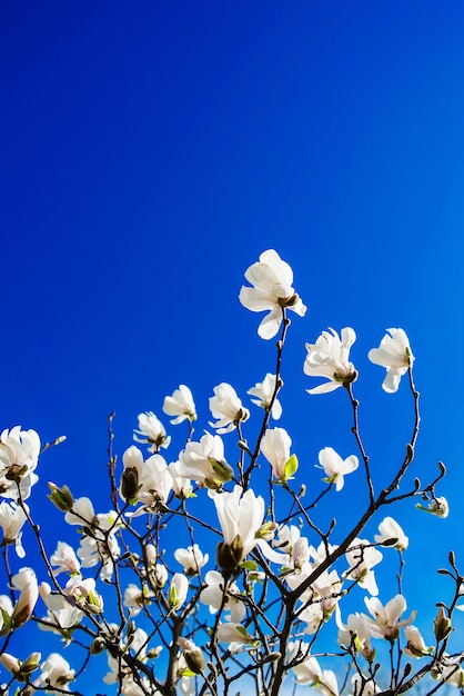 white blooming magnolias on blue sky background at spring