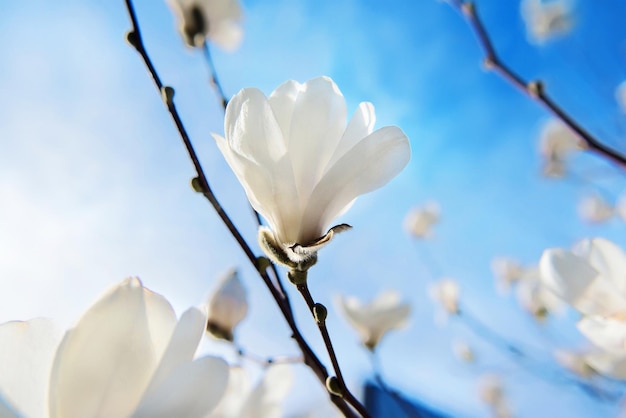 white blooming magnolias on blue sky background at spring