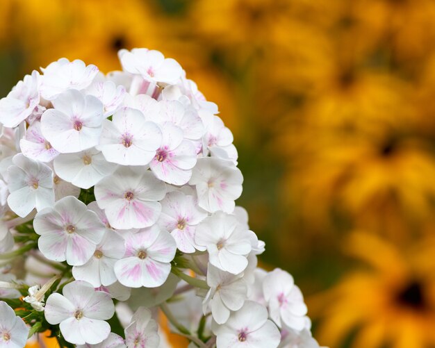 Белый цветущий Phlox paniculata - многолетнее травянистое растение, вид рода Phlox