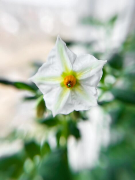 white blooming potato flower close up