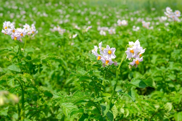 White blooming potato flowers on farm field