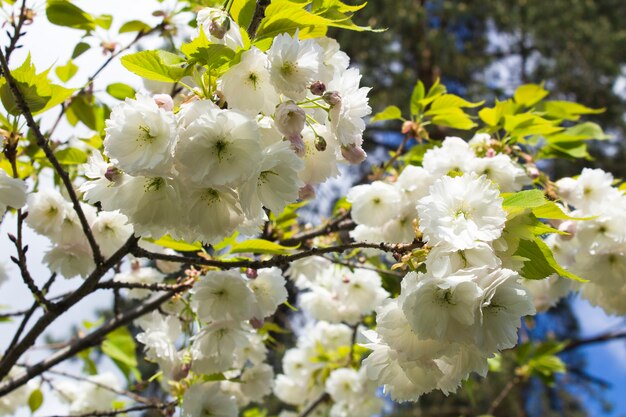 White blooming sakura in the park. Close-up.