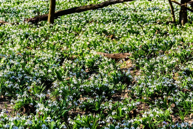 White blooming snowdrops galanthus nivalis at the forest on early spring Natural background