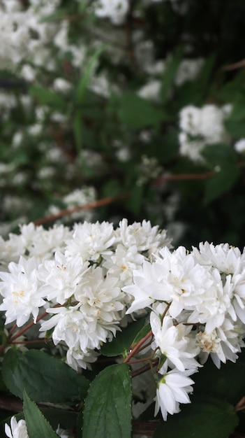 White blooming tree