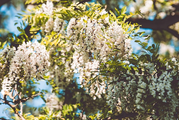 Photo white blossom acacia tree brunches