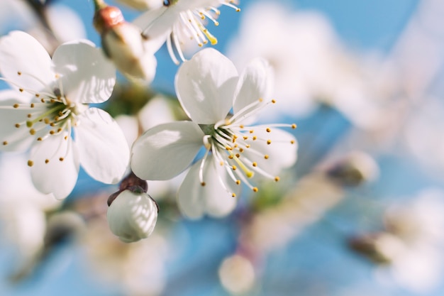 Photo white blossom of apple tree in spring