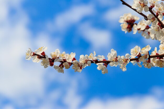 春 に 白い 花 が く <unk> の 木