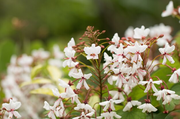 White blossom flower