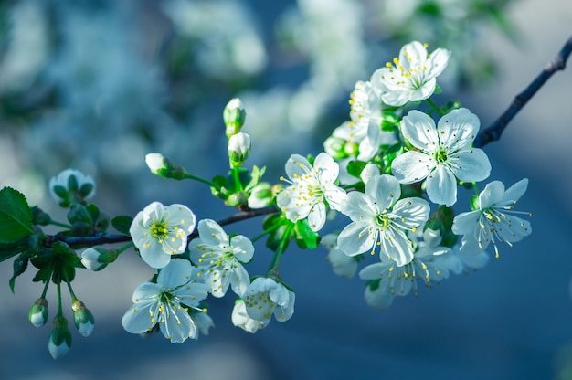 写真 春の木に白い花の花