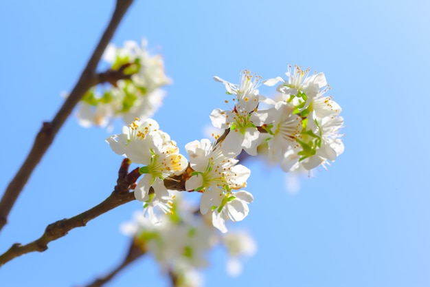 White blossom and leaves