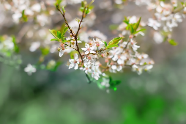 White blossom and leaves