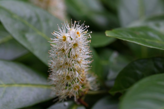 Prunus laurocerasus Otto Luyken 관목의 흰 꽃이 봄 4월에 닫힙니다.