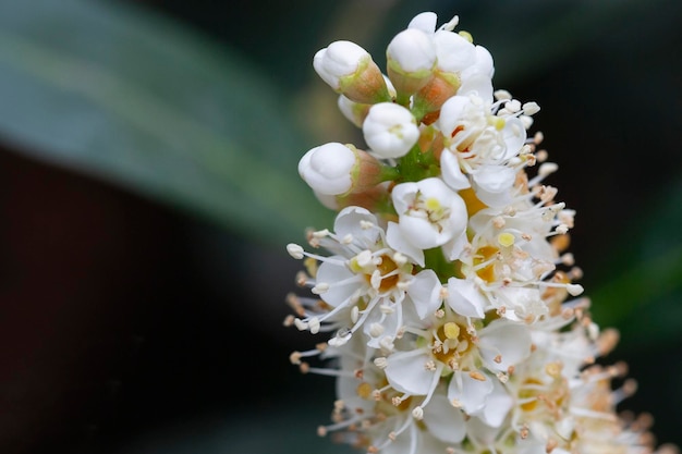 White blossom of Prunus laurocerasus Otto Luyken shrub