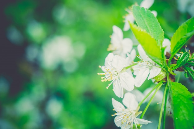 White Blossom in Spring Retro