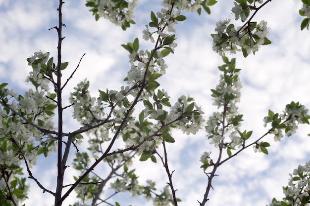 White Blossom in Spring