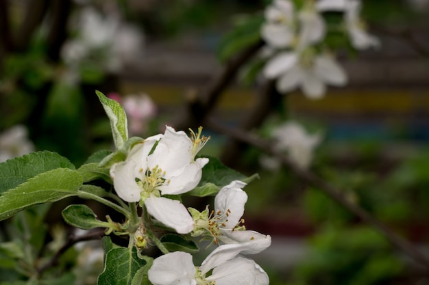 Белый цветок весной