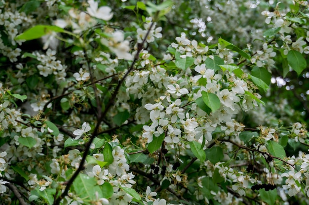 White Blossom in Spring