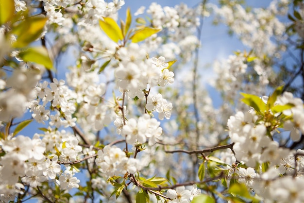 木の白い花咲く桜春