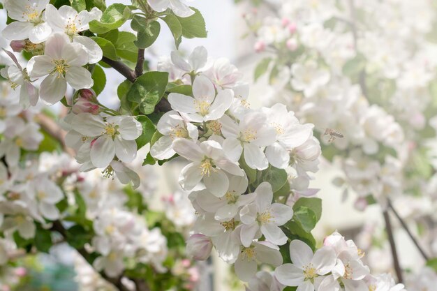 日光の下で白い開花リンゴの木春の季節