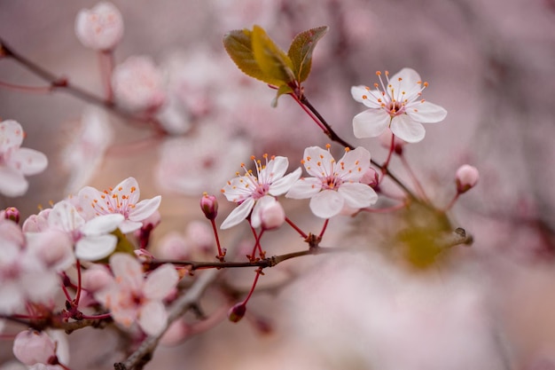 White blossoming flowers