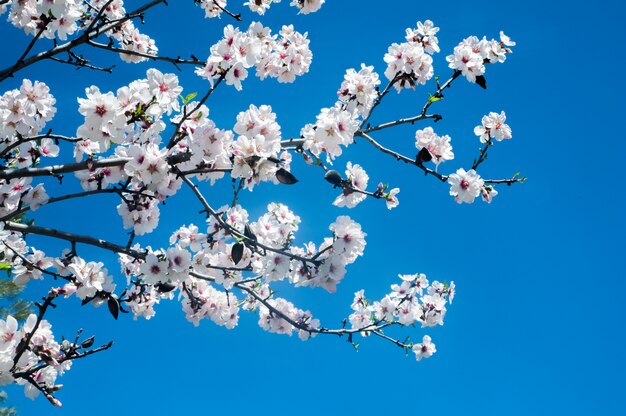 青い空を背景に白い開花ツリー