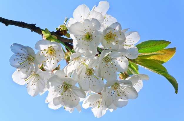 White blossoming twig of cherry tree (macro)