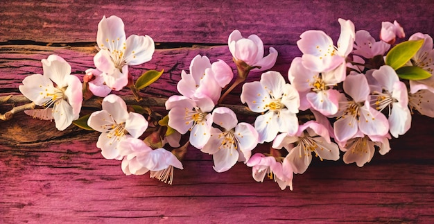 White blossoms on pink wood background