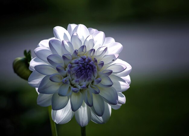 White and blue chrysanthemum in the garden