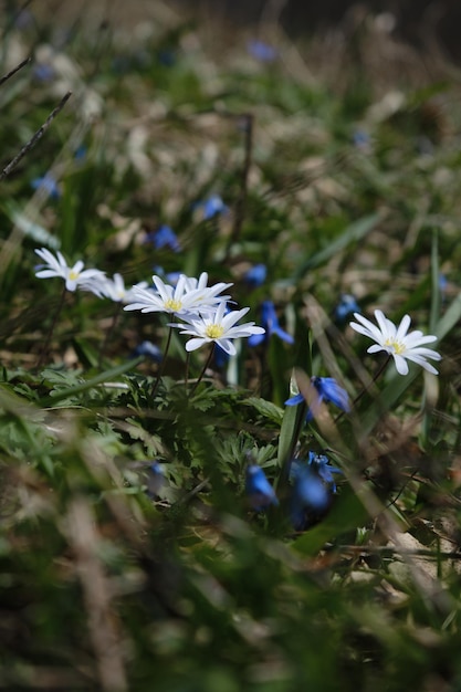 White and blue primroses grow among green grass in spring in the Caucasus mountains Closeup view Untouched nature and plants of the South of Russia