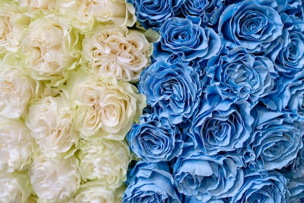 White and blue roses.