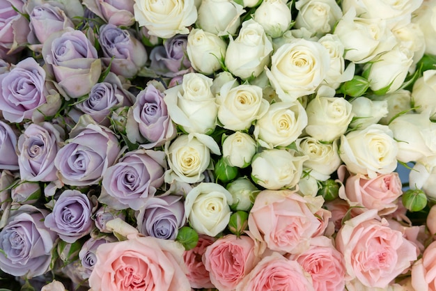 White and blue roses.