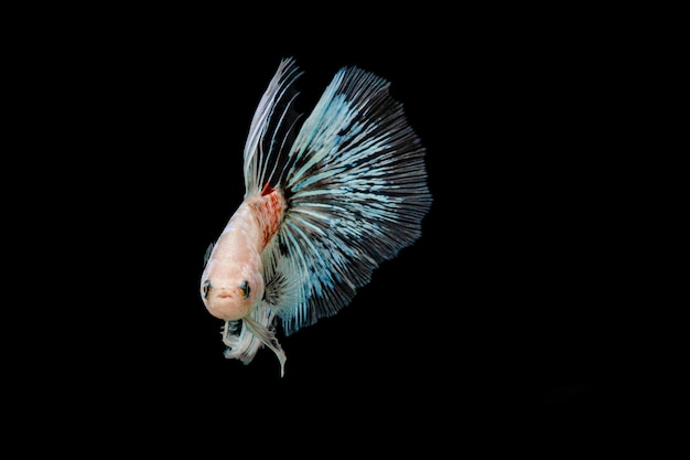 White and blue siamese fighting fish