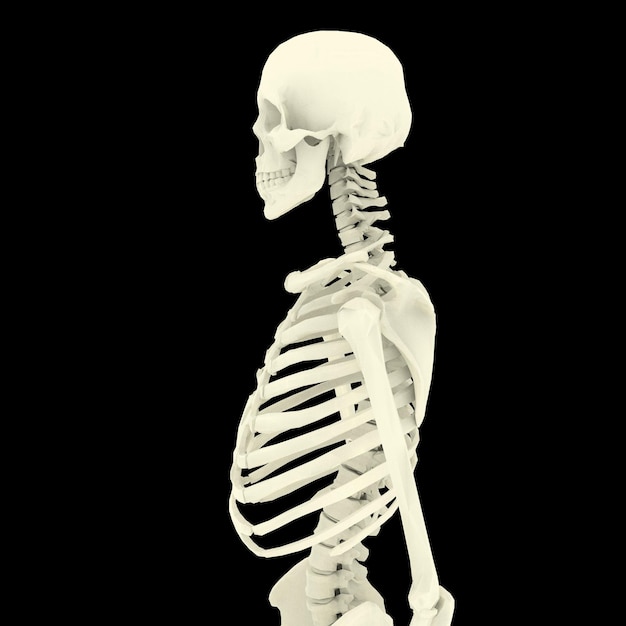 white bone human skeleton