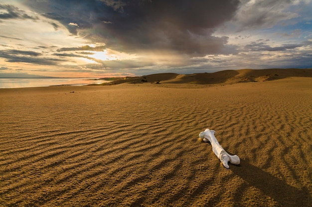 White bone on the sand in the Gobi Desert Mongolia