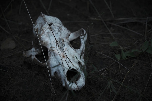 Foto ossa bianche cranio animale morto terra