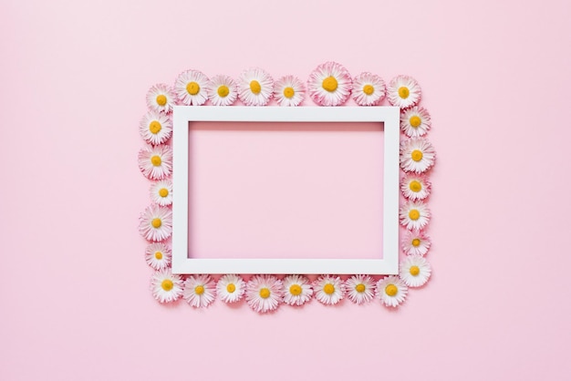 White border with daisy flowers on pink background Flat lay copy space