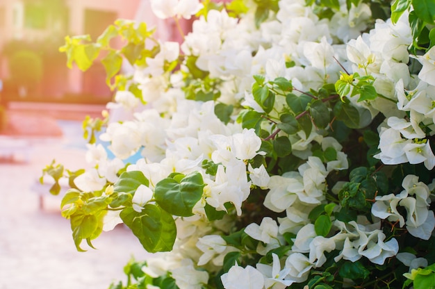 White bougainvillea flowers in the summer park 