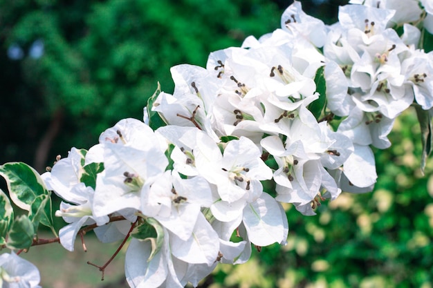 White bougainvillea flowers in the tropics