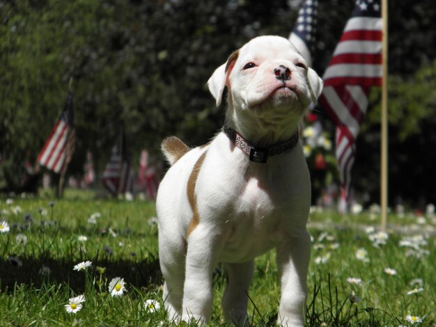 White boxer puppy with the american flag