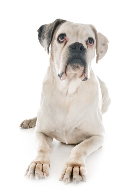 white boxer in studio