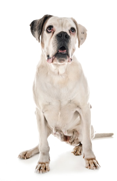 Premium Photo | White boxer in studio