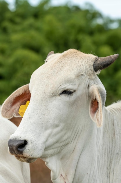 White Brahman Beef cattle standing by a fence looking at the camera Colombia South America