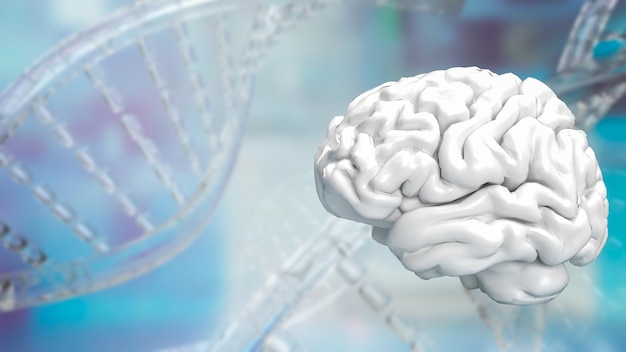 The white Brain on Dna background for sci or health and medical concept 3d rendering