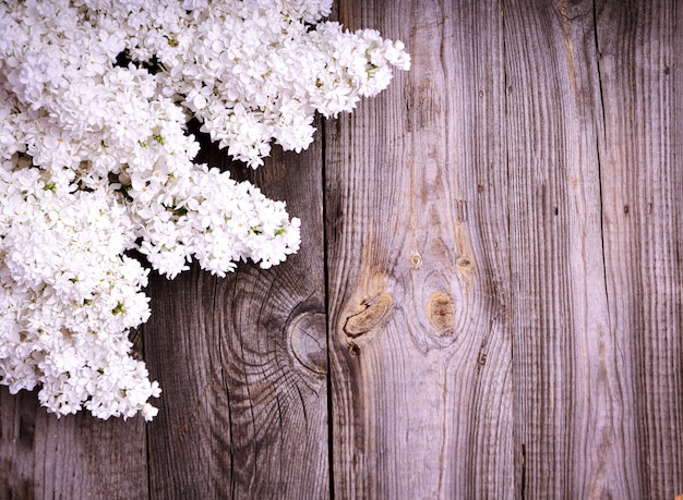 ライラック色の花の白い枝