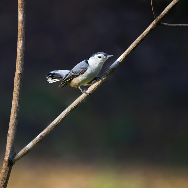 Photo white breasted nuthatch