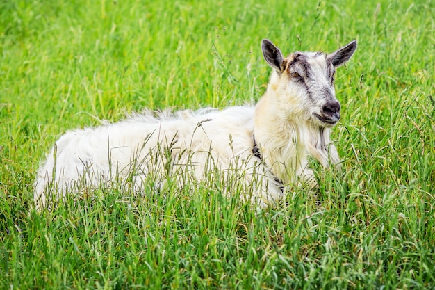 White breed goat on summer day lies on green grass