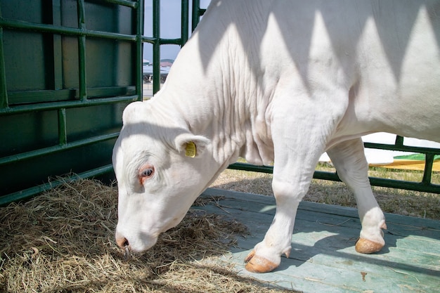 White breeding bull chews hay