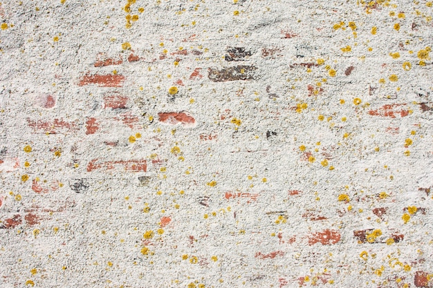 이끼 요소가있는 일부 벽돌의 백색 도료 및 퇴색을 포함한 흰색 벽돌 벽