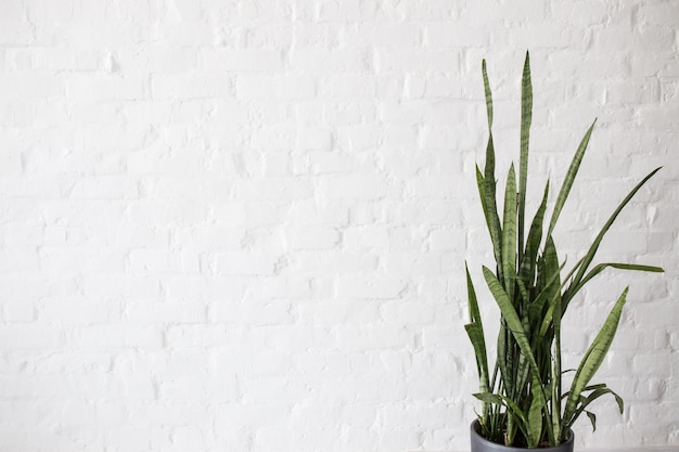 White brick wall with a green flower. Space for an inscription.