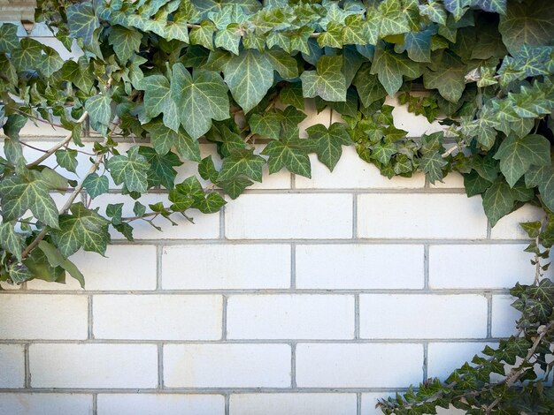 White bricks light background with green grape leaves for designers